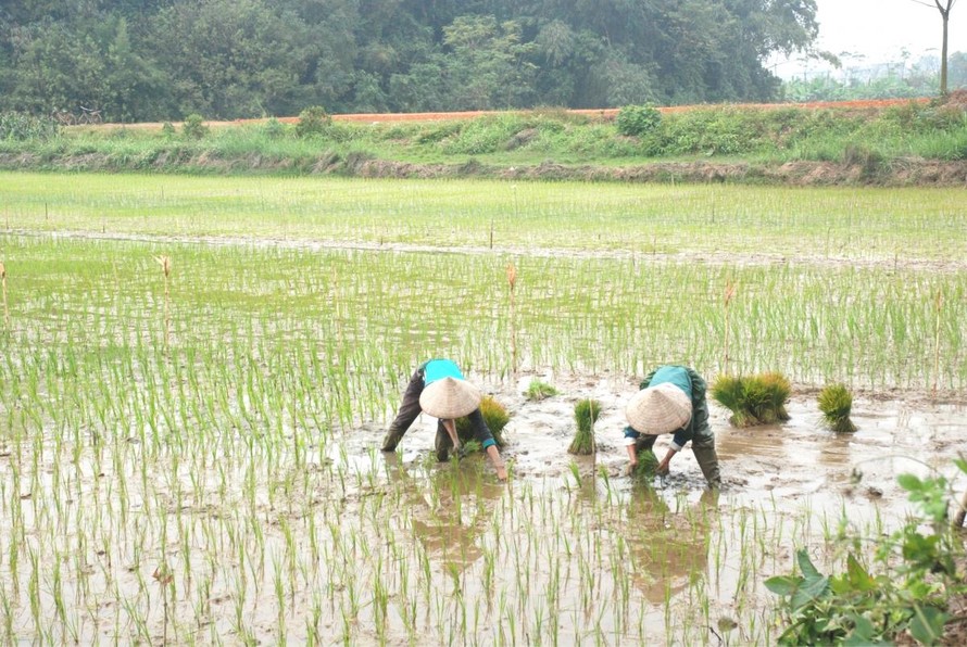 Nhiều nông dân tranh thủ xuống đồng gieo cấy lúa vụ Đông Xuân. (Ảnh: VOV)