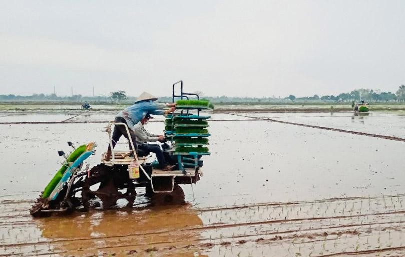 Nông dân xã Nam Triều (huyện Phú Xuyên) áp dụng mạ khay, cấy máy để đẩy nhanh tiến độ sản xuất vụ xuân 2021. (Ảnh: Hà Nội mới)