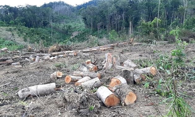 Hiện trường một vụ phá rừng lớn ở Lâm Đồng vào tháng 6/2020. (Ảnh: Công Luận)