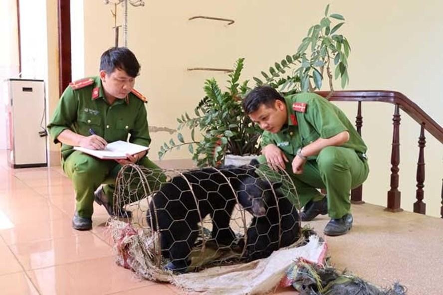 Hai cá thể gấu ngựa được cơ quan chức năng tỉnh Lai Châu giải cứu khi đang chuẩn bị bị giao dịch. (Ảnh: Lao Động)