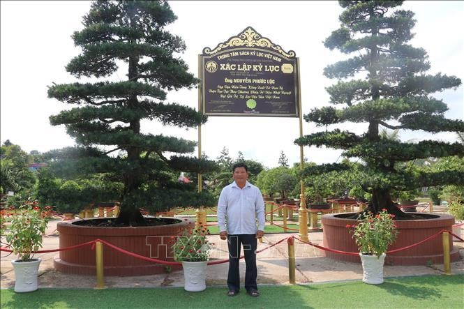 Nghệ nhân Nguyễn Phước Lộc với cặp vạn niên tùng xác lập kỷ lục Việt Nam. Mỗi cây vạn niên tùng có chiều cao khoảng 7m, đường kính tán khoảng 4m, hoành gốc 1,3m, tuổi đời hơn 150 tuổi. (Ảnh: TTXVN)