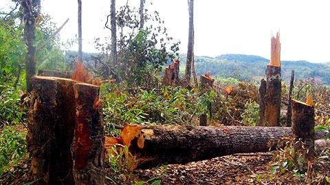 Một khu rừng ở huyện Kbang (Gia Lai) đang bị tàn phá. (Ảnh: Nhân Dân)