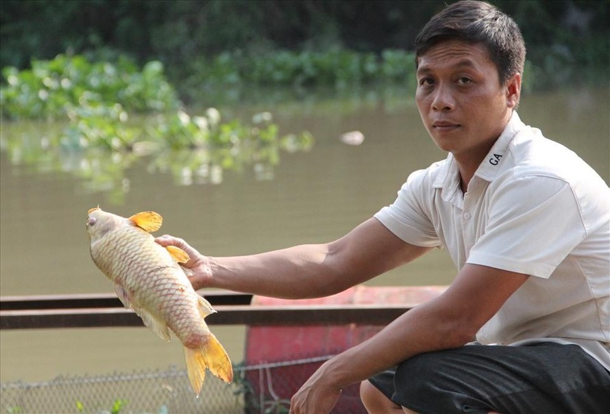 Hàng chục tấn cá của người dân sống tại vùng thượng nguồn sông Sài Gòn đã chết hàng loạt mà chưa rõ nguyên nhân . (Ảnh: Vietnamnet) 