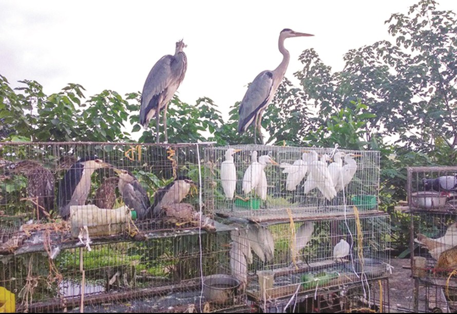 Chợ chim thiên nhiên được bày bán công khai trên đại lộ Thăng Long (Hà Nội). (Ảnh: Báo Dân tộc)