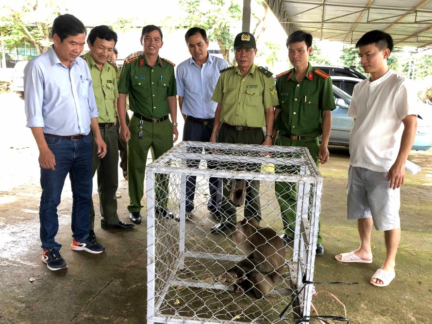Cá thể khỉ đuôi lợn được bàn giao cho Trung tâm Cứu hộ-Bảo tồn và Phát triển sinh vật (Vườn Quốc gia Kon Ka Kinh). Ảnh: Lê Nam