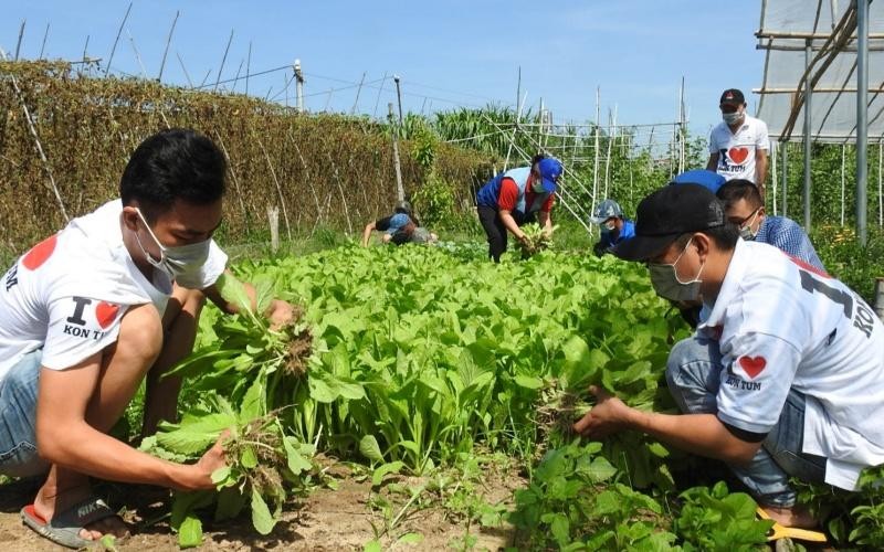 Thành viên các nhóm tình nguyện tại Kon Tum thu hoạch rau xanh. (Ảnh: Nhân Dân)