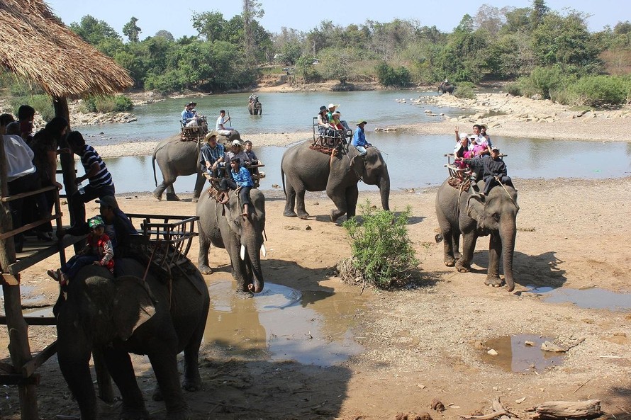 Cưỡi voi hiện vẫn là dịch vu thu hút nhiều khách du lịch tại tỉnh Đắk Lắk. (Ảnh: Trung Chuyên)