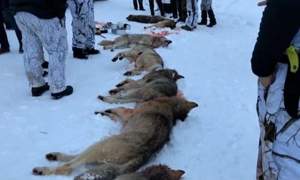 Xác của 9 con sói bị bắn chết cuối tuần qua tại Na Uy. (Ảnh: The Guardian)