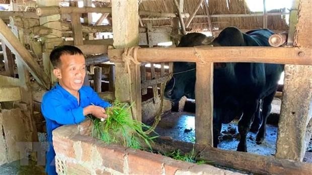 Anh Phan Quang Thái chỉ cao 1m2, nặng 35kg, bị nhiễm chất độc da cam từ cha nên mang trong mình căn bệnh đùn cột sống, khớp xương. Học xong lớp 12, anh lập nghiệp bằng cách chăn nuôi gà, bò, trâu, mang lại thu nhập cho bản thân và gia đình. (Ảnh: TTXVN phát)