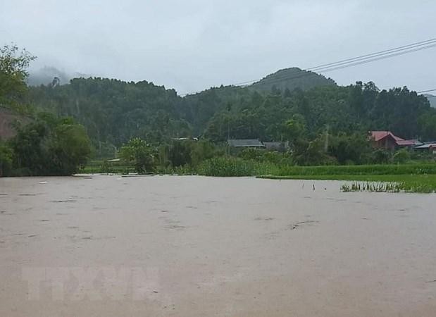Mưa lớn kéo dài đã gây nhiều thiệt hại về diện tích lúa và hoa mầu của người dân tỉnh Yên Bái. (Ảnh: TTXVN phát)