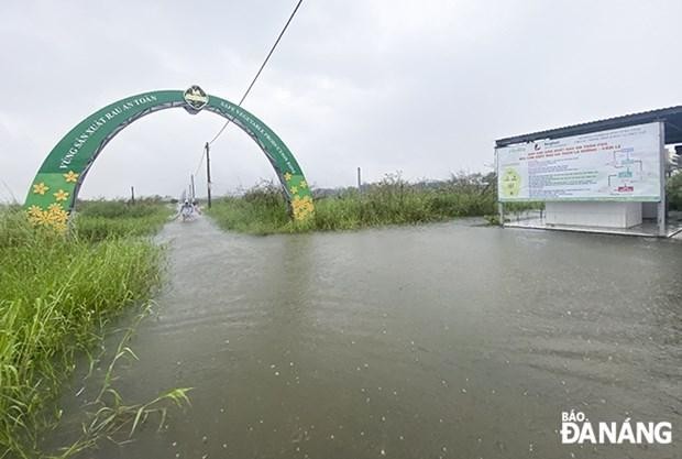 Nước ngập khá sâu tại vùng rau La Hường ở Đà Nẵng. (Nguồn: Báo Đà Nẵng) 