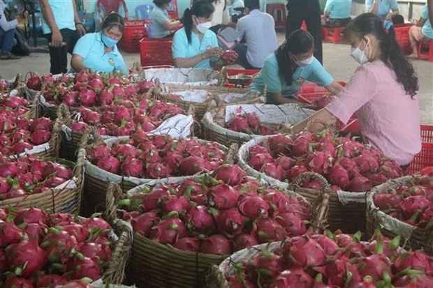 Việt Nam có rất nhiều trái cây nhiệt đới đặc sản, nhưng đến nay mới chỉ có quả thanh long được cấp phép nhập khẩu vào thị trường Ấn Độ. (Ảnh: Minh Trí/TTXVN) 
