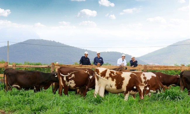 Việt Nam có trang trại bò sữa Organic chuẩn Châu Âu đầu tiên