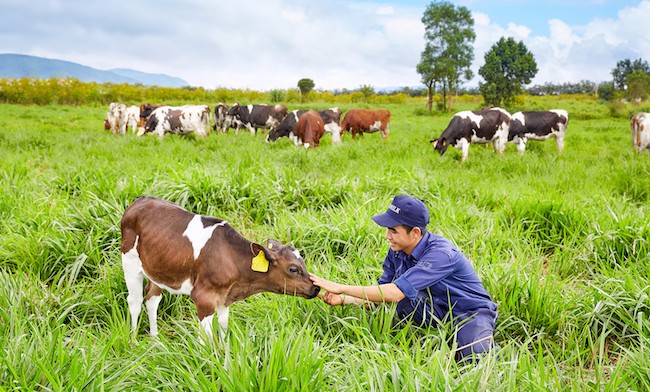Vinamilk đạt chứng nhận trang trại bò sữa organic đầu tiên tại Việt Nam