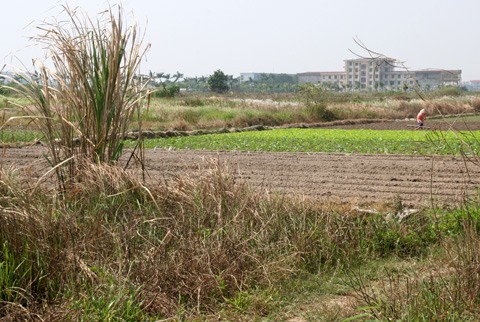 Nhiều khu vực của các dự án được người dân tận dụng đất bỏ hoang để trồng rau (Ảnh: IT).