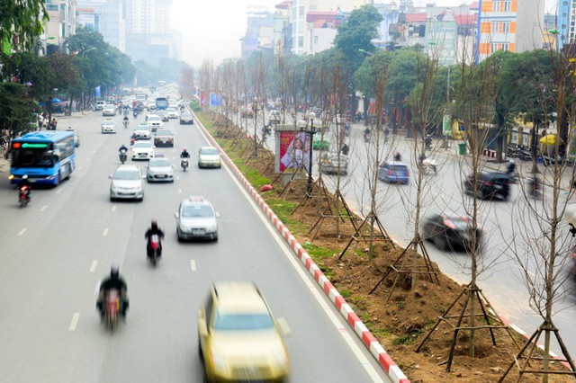 Hà Nội đã tiến hành trồng cây phong lá đỏ ở các tuyến đường như Nguyễn Chí Thanh, Láng Hạ, Trần Duy Hưng. (Ảnh: Toàn Vũ).