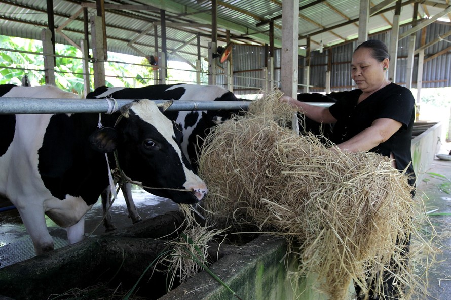 Người chăn nuôi bò sữa cần liên hệ chặt chẽ, tiếp nhận và tuân thủ nghiêm quy trình sản xuất, thu vắt, bảo quản, vận chuyển sữa tươi để đạt chất lượng cao theo yêu cầu