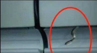 Vụ phát hiện rắn trên máy bay: do hành khách mang lên, để trong hành lý xách tay