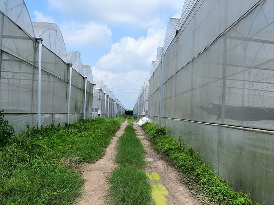 Khu nhà kính trồng rau sạch tại Nông trại Phú Giáo của Vinamit. Ảnh: Vinamit