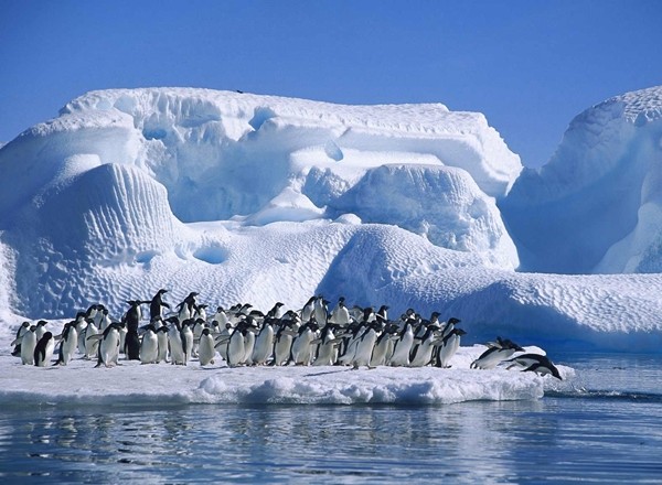 Băng tan làm ảnh hưởng đến hệ sinh thái và đa dạng sinh học ở Nam Cực.