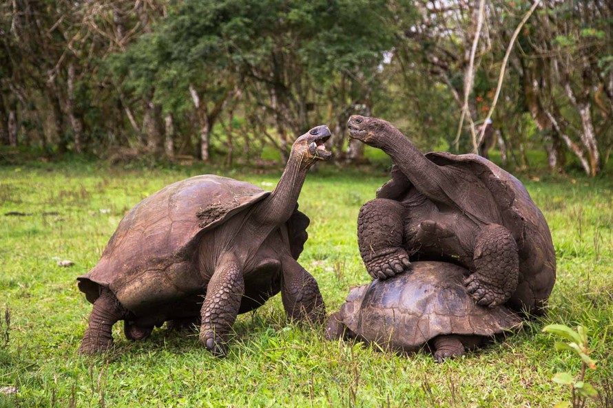 Loài rùa khổng lồ chỉ có trên quần đảo Galapagos. (Getty).