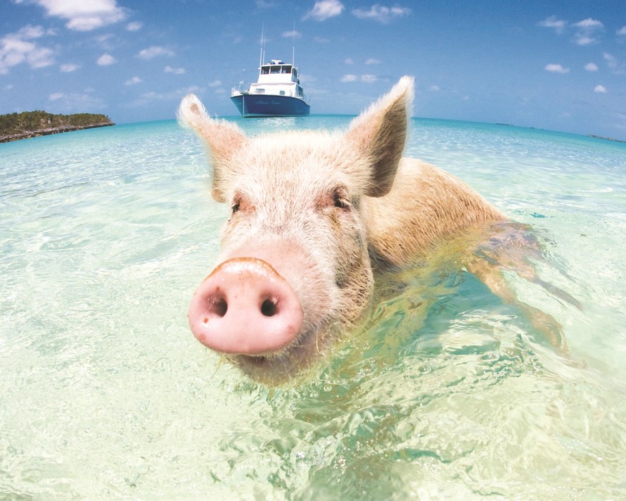Câu chuyện về những chú lợn biết bơi ở Bahamas