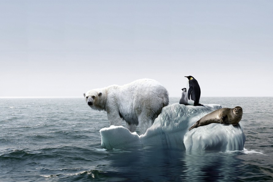 Nhiều động vật biến mất khi Trái đất nóng lên. Ảnh: Getty Images.