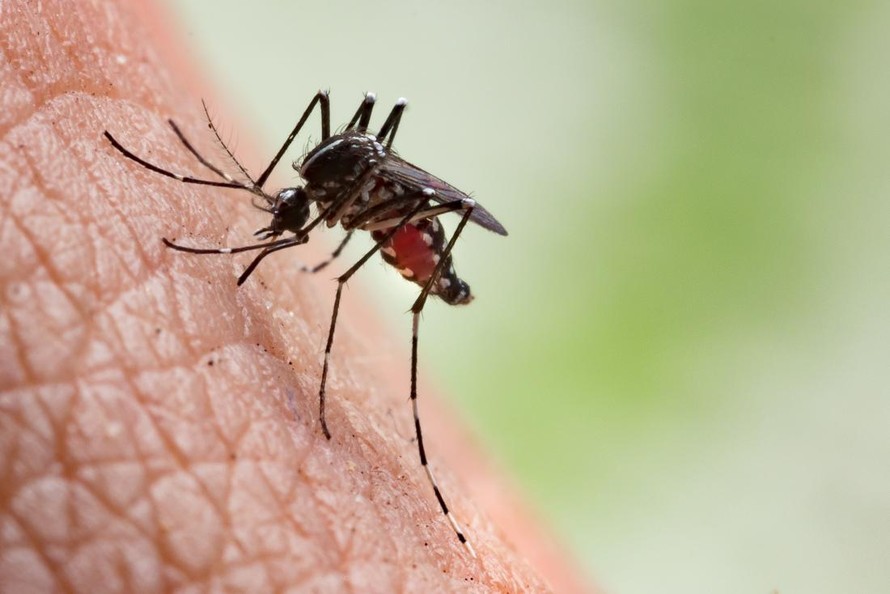 Vì sao muỗi cắn 'tùy người'?