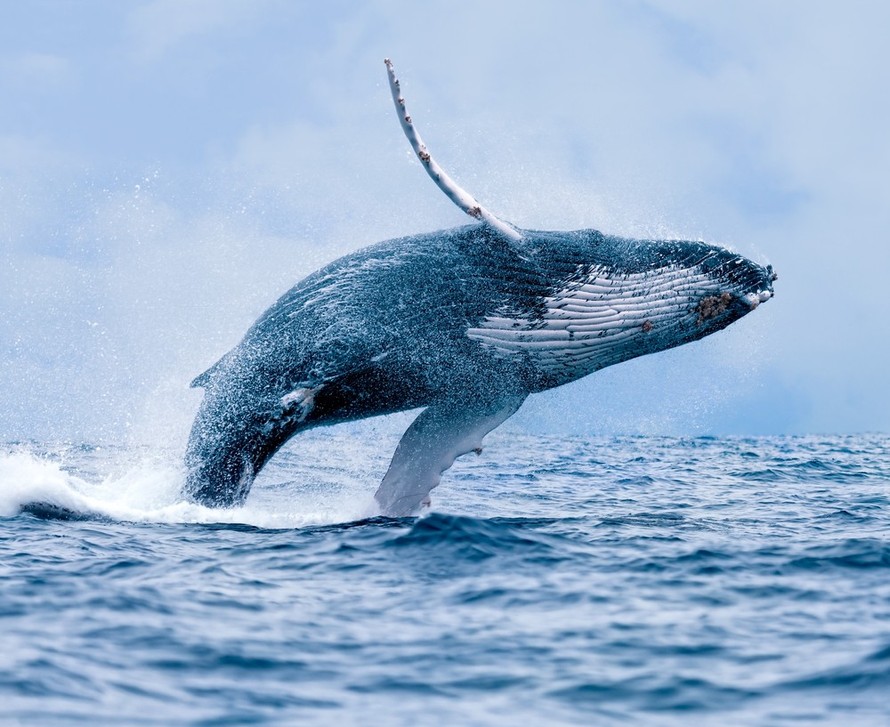 Cá voi lưng gù 'hồi sinh' sau khi gần tuyệt chủng