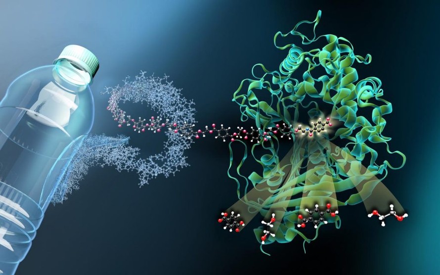 Siêu enzim ăn nhựa sẽ giải cứu thế giới khỏi ô nhiễm?