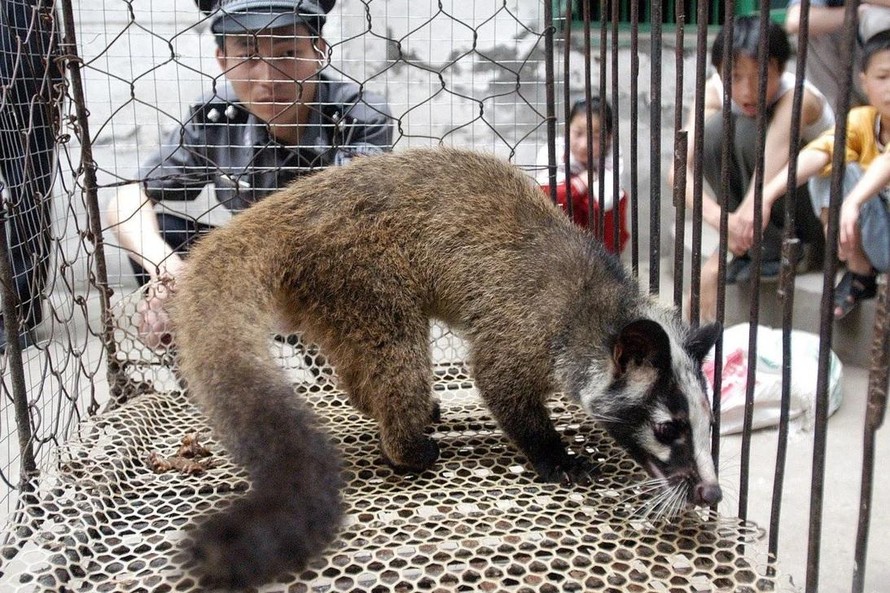 Các trại nuôi động vật hoang dã ở miền Nam Trung Quốc có thể là tâm điểm trong giai đoạn hai của cuộc điều tra. (Nguồn: AFP) 
