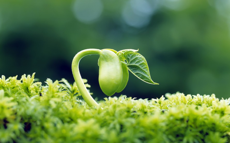 Các nhà khoa học tìm ra cách hấp thụ khí CO2 tốt hơn cả thực vật tự nhiên