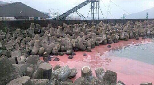 Vệt nước màu hồng dạt vào kè chắn sóng ở cảng Vũng Áng được người dân chụp lại. Ảnh: D.T