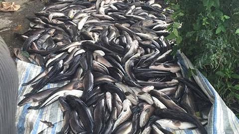 Cá lóc của người dân chết hàng loạt nghi do bị đầu độc