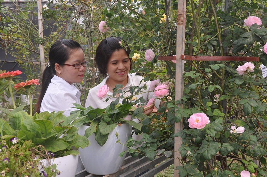 Điểm thu hút và say lòng nhất đối với du khách là hơn 300 loại hoa hồng các loại khoe sắc