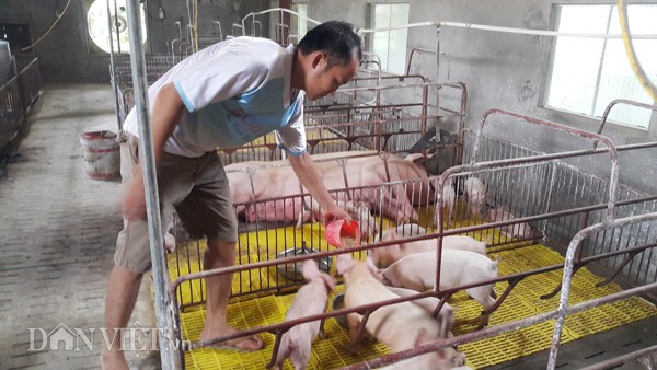 Anh Phan Văn Hùng đổ cám cho đàn lợn ăn tại trang trại của gia đình ở huyện Kim Sơn (Ninh Bình)