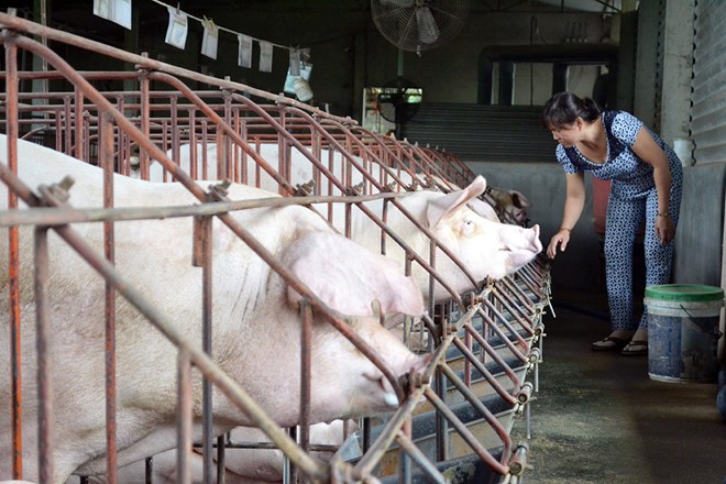 Một hộ chăn nuôi lợn ở Đồng Nai
