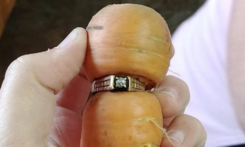 Chiếc nhẫn "bám" vào củ cà rốt