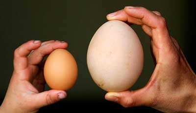 Trứng ngỗng to nhưng hàm lượng dinh dưỡng thua trứng gà
