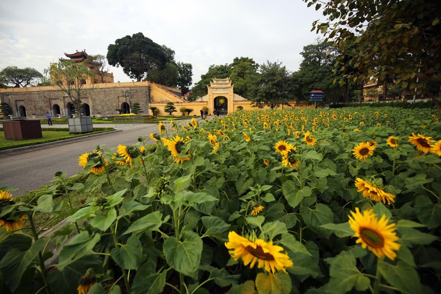 Vườn hoa hướng dương khoe sắc giữa Hoàng thành Thăng Long