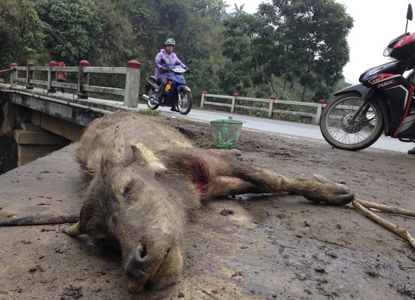 Trâu bò chết vì rét tại Lào Cai (Ảnh: Phan Hậu)