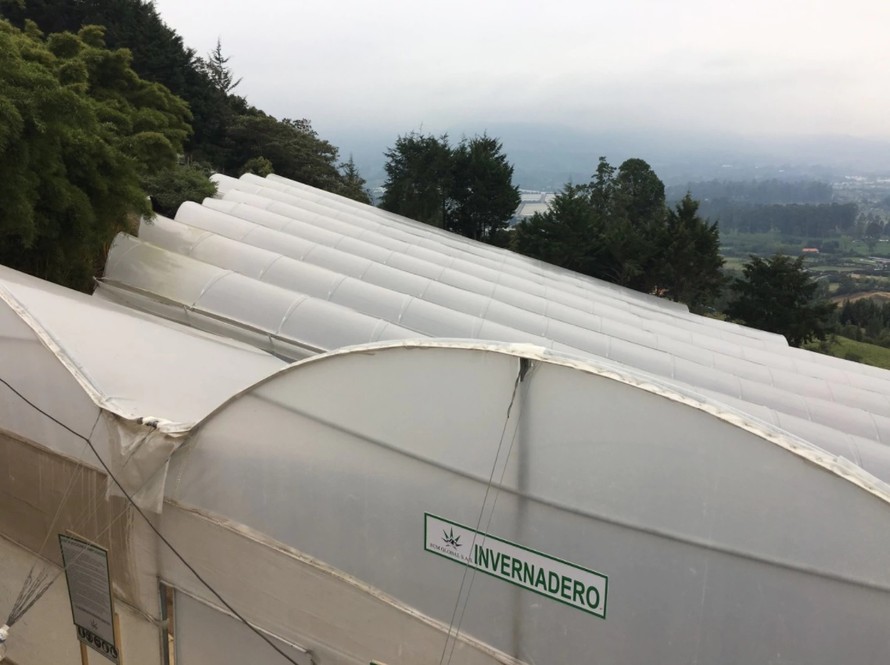Một nhà kính trồng cần sa xuất khẩu phục vụ cho y tế của công ty FCM ở gần Medelin, Colombia. (Nguồn: NYTimes)