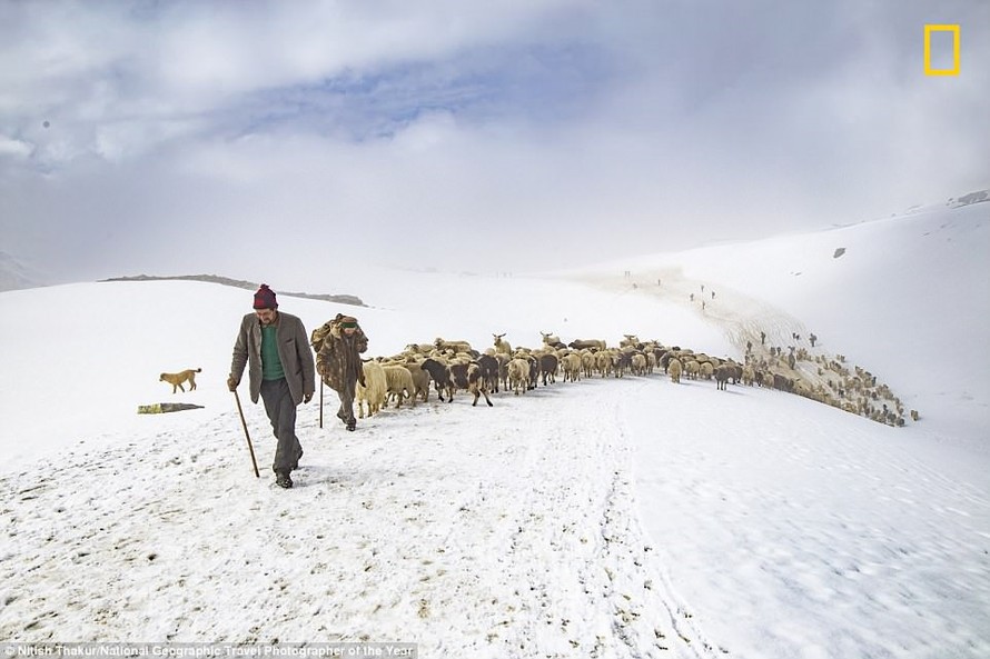 Nhiếp ảnh gia Nitish Thakur người Ấn Độ chụp lại cảnh những người chăn cừu lùa bầy gia súc của họ lên dãy núi Himalaya. Ông cho biết, "tất cả những nhu cầu cơ bản của người dân nơi đây đều trông cả vào đàn cừu, giống như là sự sống của họ vậy. Những chú c