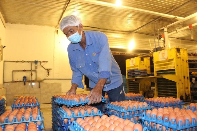 Giá trứng gà tại các trang trại cũng đã tăng 300 - 400 đồng/quả. Ảnh: Thuận Hải.