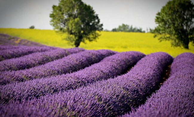 Đến Provence ngắm hoa oải hương
