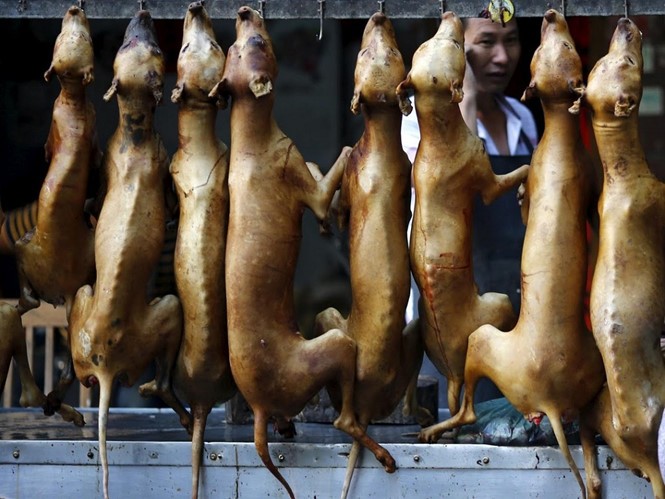 Việc ăn thịt chó vẫn gây tranh cãi ở nhiều nới trên thế giới
