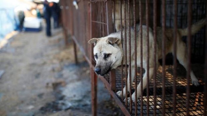 Đài Loan sẽ khởi tố 2 lao động Việt về tội làm thịt chó