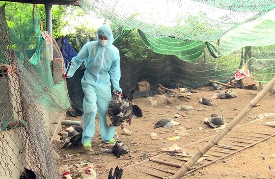 Ổ cúm H5N6 có độc lực rất mạnh bùng phát trên đàn gà 2.000 con ở Phú Yên
