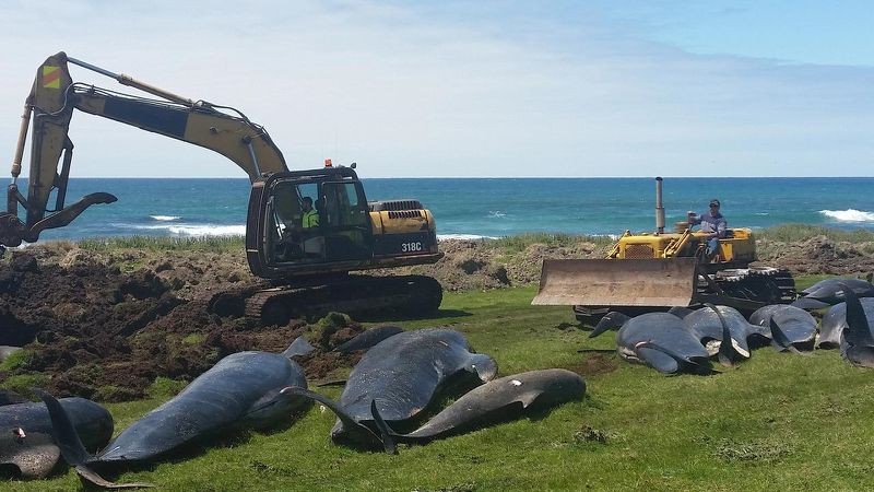 Hơn 50 cá voi thí điểm đã chết sau khi khoảng 90 bị mắc kẹt tại quần đảo Chatham của New Zealand Ảnh: au.news.yahoo.com
