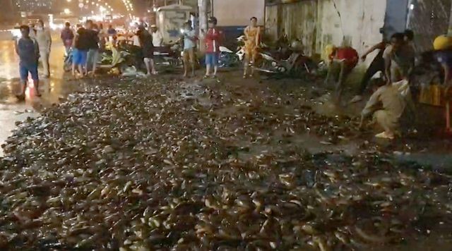 Hơn 100 người giúp tài xế gom 2,7 tấn cá bị đổ tràn trên quốc lộ